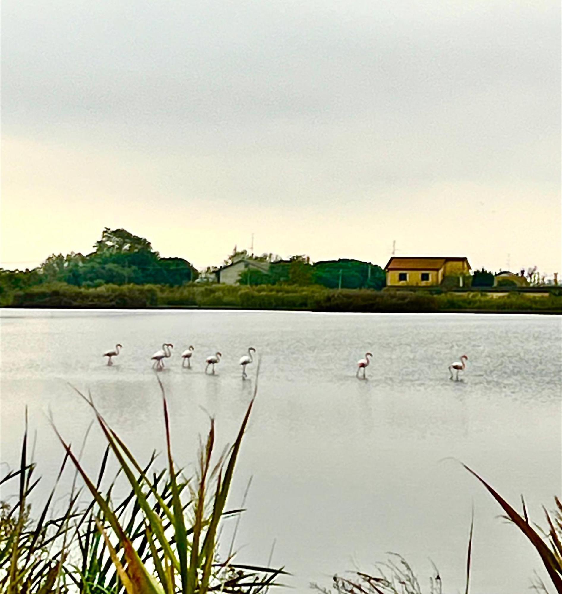 Pink Flamingo Accomodation Comacchio Eksteriør bilde